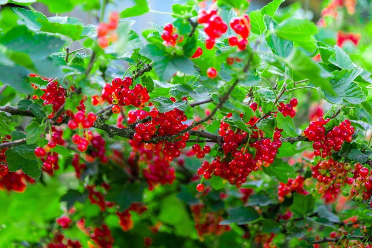 Lubomierz  Agroturystyka Sikorki מראה חיצוני תמונה